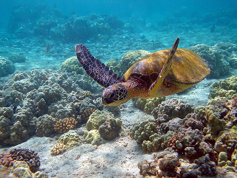 Foto tortuga marina, un ingrediente principal de un banquete balinés 