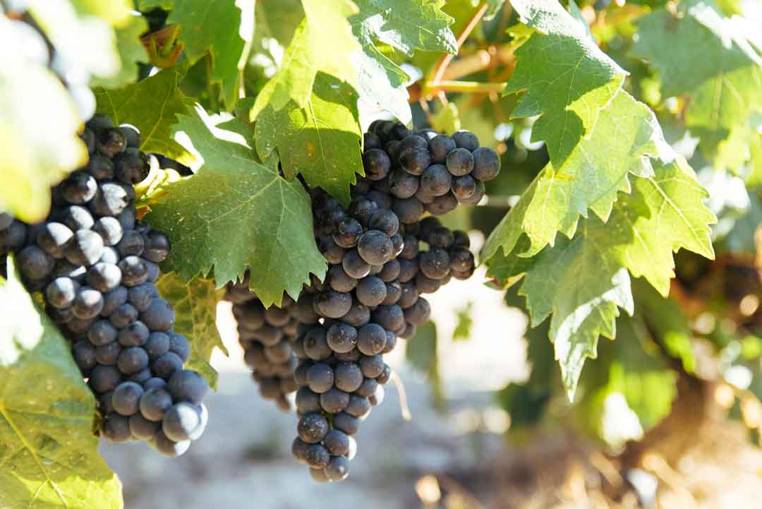 tempranillo Rioja
