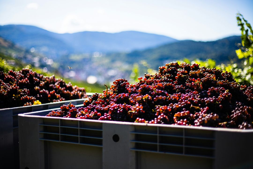 ¿Qué determina la cantidad de alcohol que hay en el vino?
