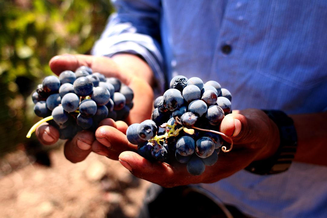 Muestra del Vino ¿Cuándo? 2 de agosto 2024¿Dónde? Ensenada, B.C.Un evento para inaugurar las fiestas de la Vendimia con la participación de 80 vinícolas y la oportunidad de degustar más de 160 etiquetas distribuidas por variedad de uva con la guía experta de productores y enólogos. Concurso de Paellas¿Cuándo? 18 agosto 2024¿Dónde? Ensenada, B.C. Para cerras las fiestas de la Vendimia este tradicional concurso reúne vinícolas locales, música en vivo y una competencia de paellas. Un ambiente divertido y relajado ideal para comer delicioso y maridar con los mejores vinos. Festival de las Conchas y el Vino Nuevo¿Cuándo? 14 de abril 2024¿Dónde? Ensenada, B.C.Un evento especial para degustar vinos recién lanzados al mercado junto con deliciosos platillos de mariscos locales. Mesas Marinas ¿Cuándo? 13 de abril 2024¿Dónde? Ensenada, B.C.Vinicultores, productores de conchas y chefs se unen para ofrecer maridajes excepcionales, celebrando la fusión perfecta entre vinos locales y platillos de conchas frescas con los mejores vinos y frutos de mar de la región.