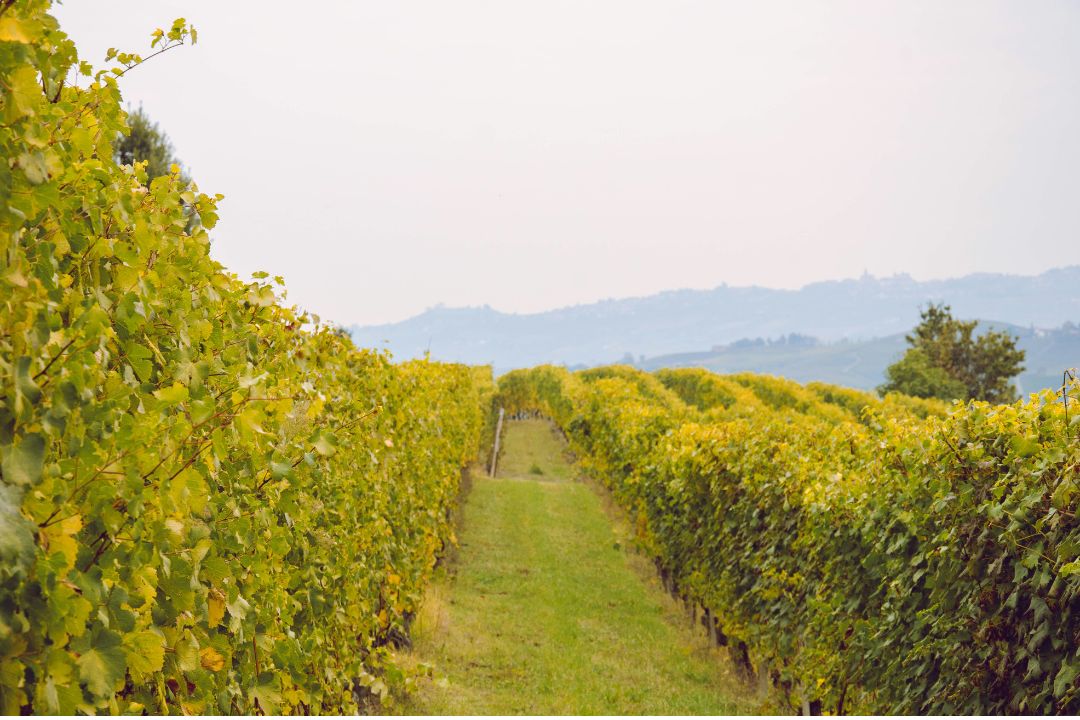 La región poco conocida que produce algunos de los mejores vinos italianos