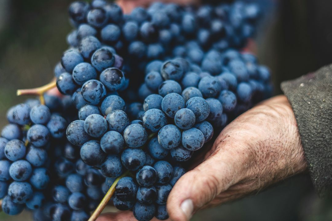 Syrah: qué es y tres recomendaciones de Laura Santander 