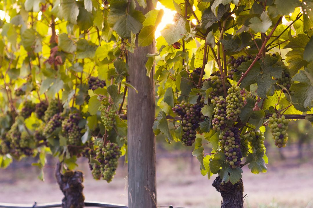 ¿Cuál es la diferencia entre Merlot y Pinot Noir?