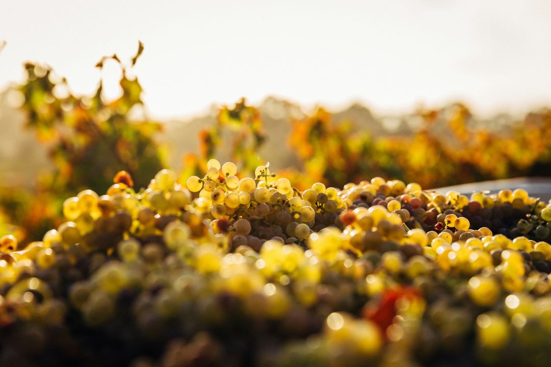 La región poco conocida que produce algunos de los mejores vinos italianos
