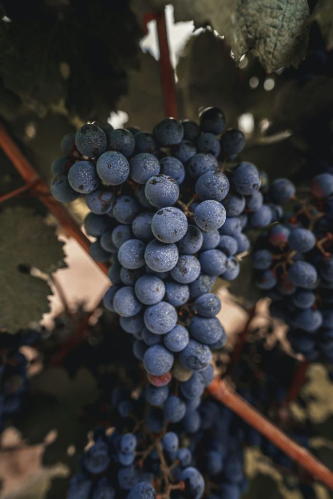 ¿Cuál es la diferencia entre Merlot y Pinot Noir?