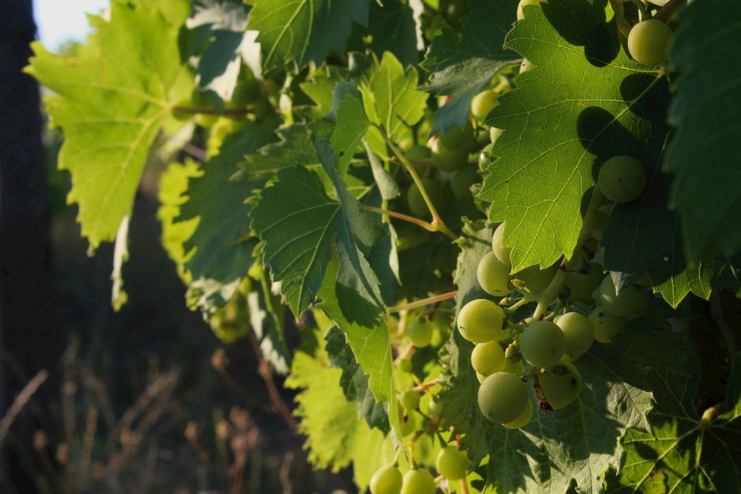 La región poco conocida que produce algunos de los mejores vinos italianos