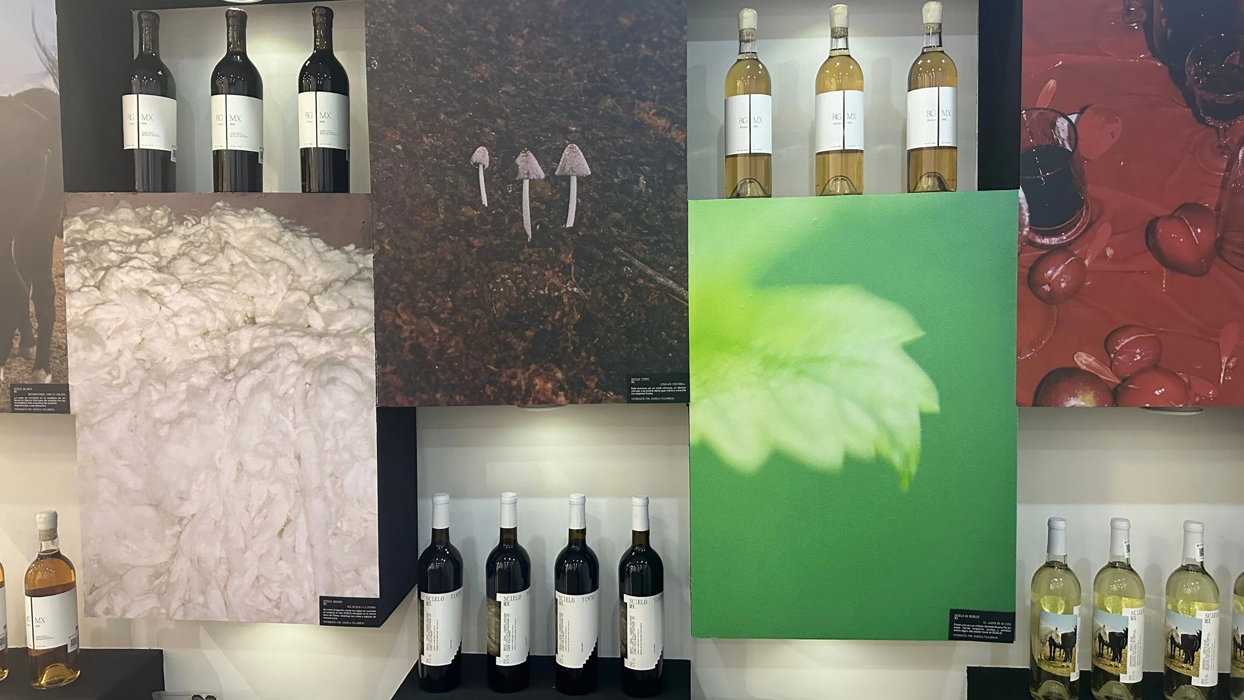 Scielo, una fusión entre vino y arte 