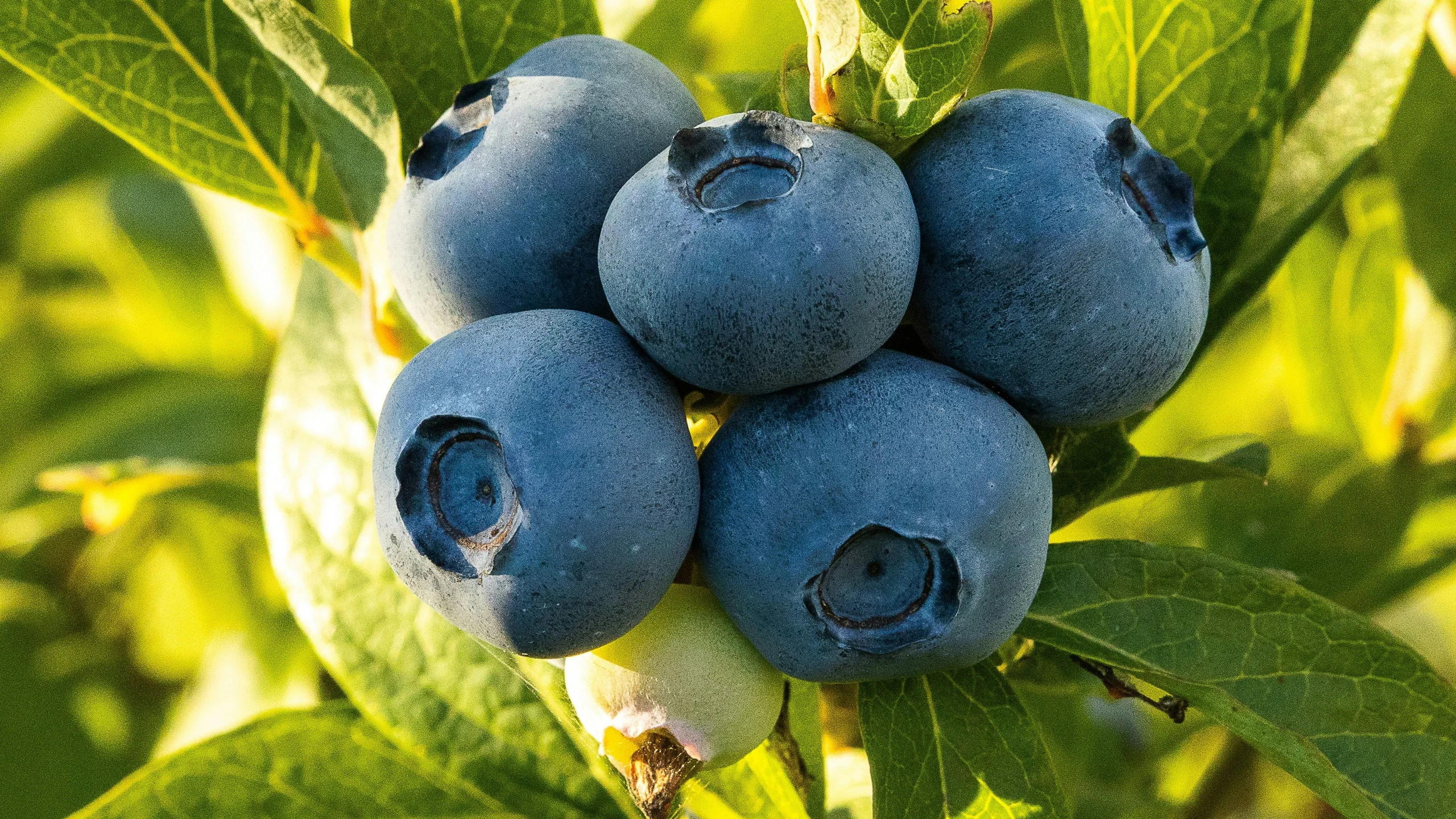 Los científicos finalmente descubren por qué los arándanos son azules