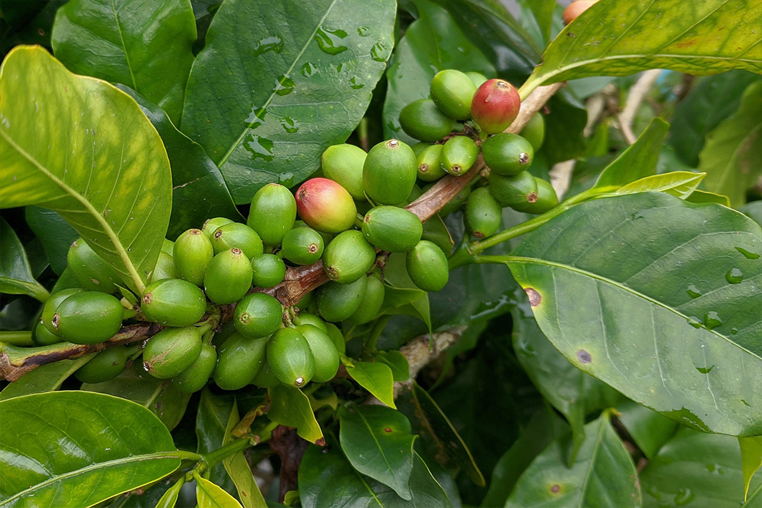 Qué es el café verde y cuáles son sus beneficios para la salud