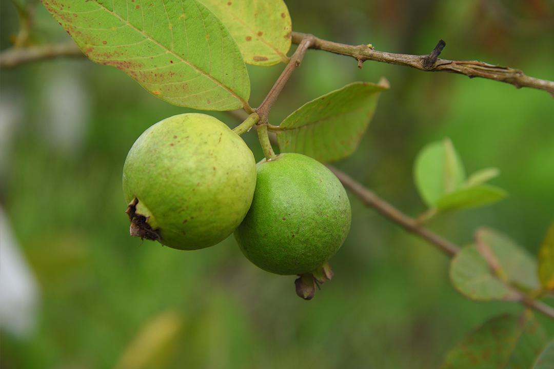 4 beneficios de la guayaba que desconocías y por los que no deberías dejar de consumirla en invierno