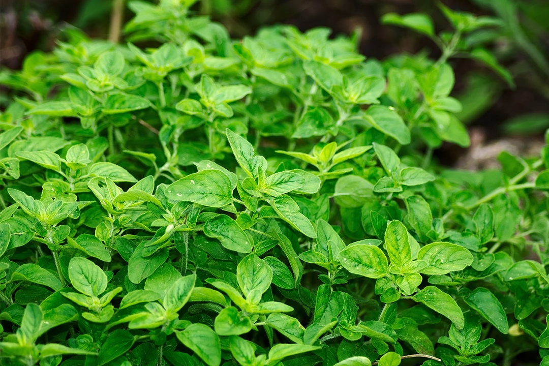 4 beneficios del té de orégano que seguro no conocías