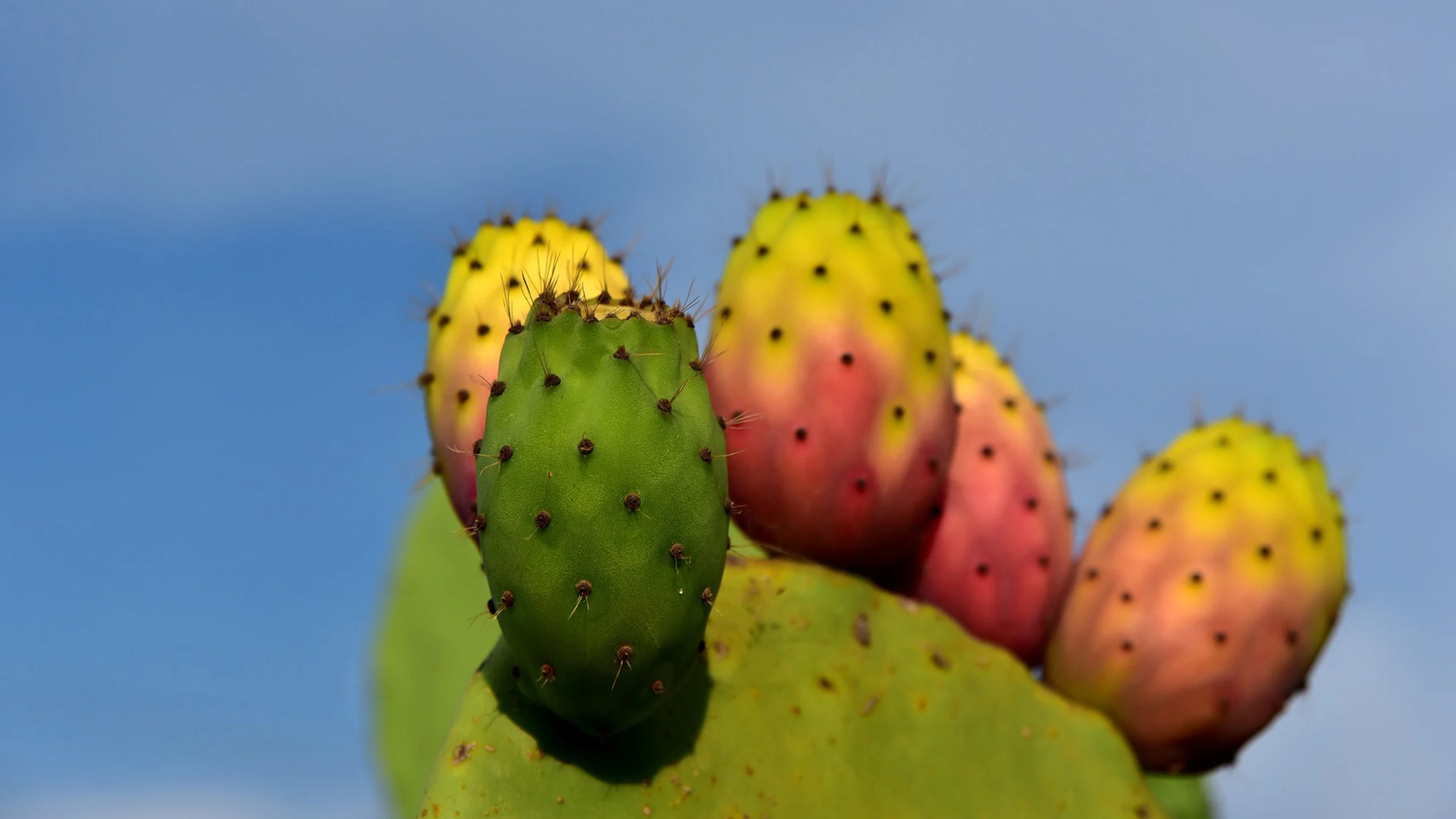 La fruta que alivia la indigestión y es baja en calorías que debes sumar a tu dieta La fruta que alivia la indigestión y es baja en calorías que debes sumar a tu dieta