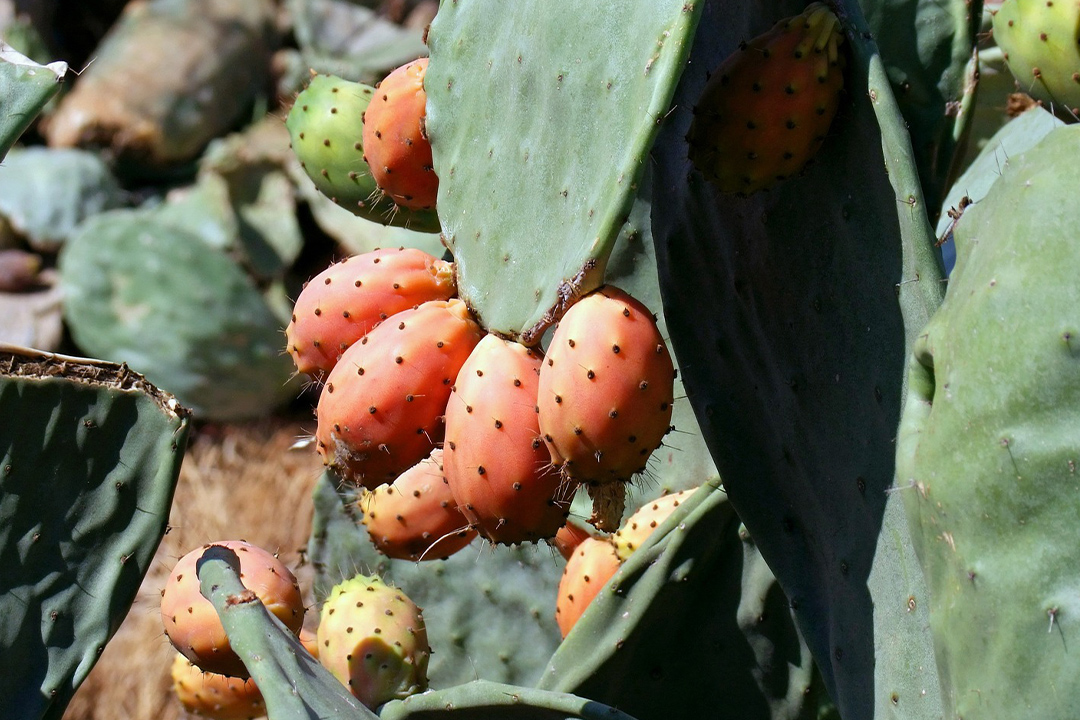 La fruta que alivia la indigestión y es baja en calorías que debés sumar a tu dieta
