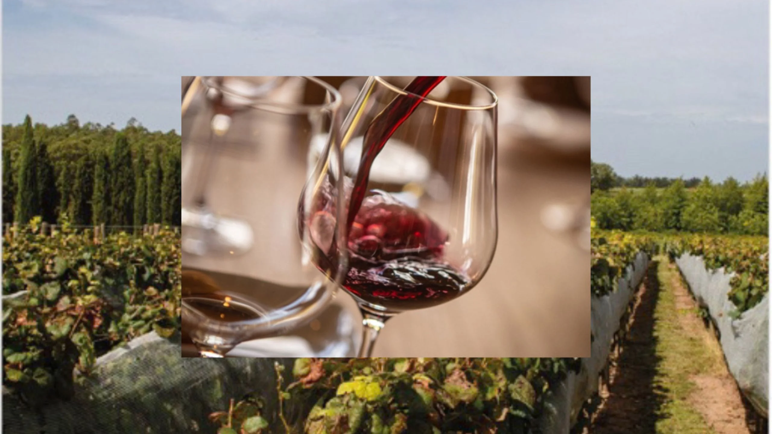 Celebrando la Uva Tannat: Un Viaje de Sabores desde Uruguay hasta México
