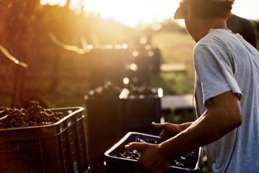 Celebrando la Uva Tannat: Un Viaje de Sabores desde Uruguay hasta México