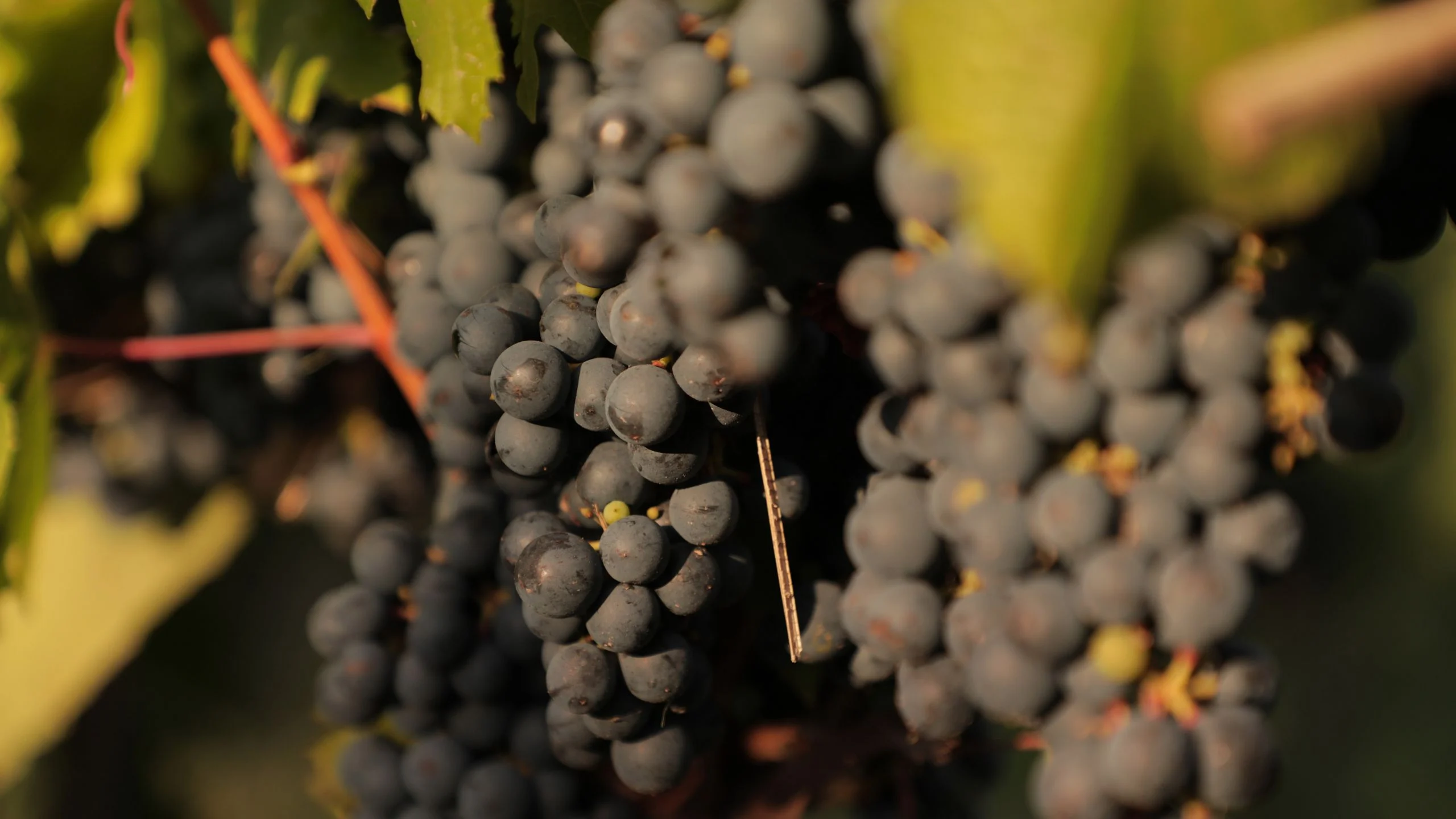 Día del Malbec, ¿qué significa para los productores argentinos?