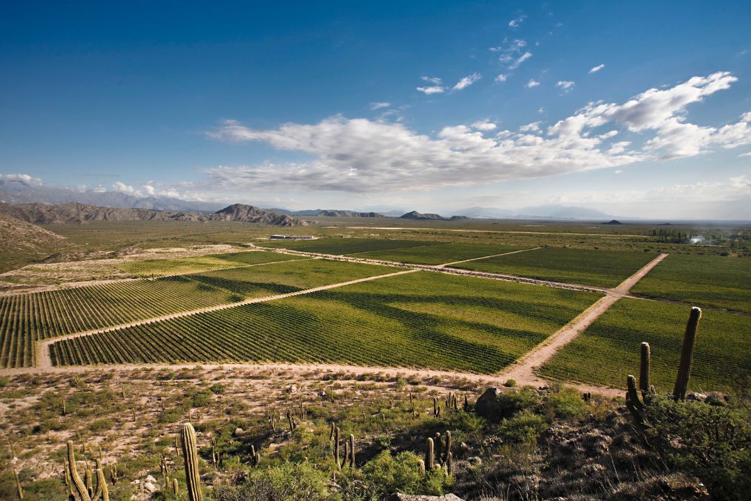 Día del Malbec, ¿qué significa para los productores argentinos?