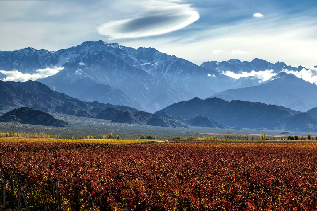Día del Malbec, ¿qué significa para los productores argentinos?