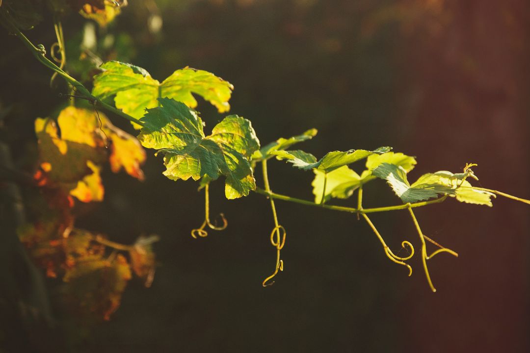 5 recomendaciones para disfrutar de un buen Malbec