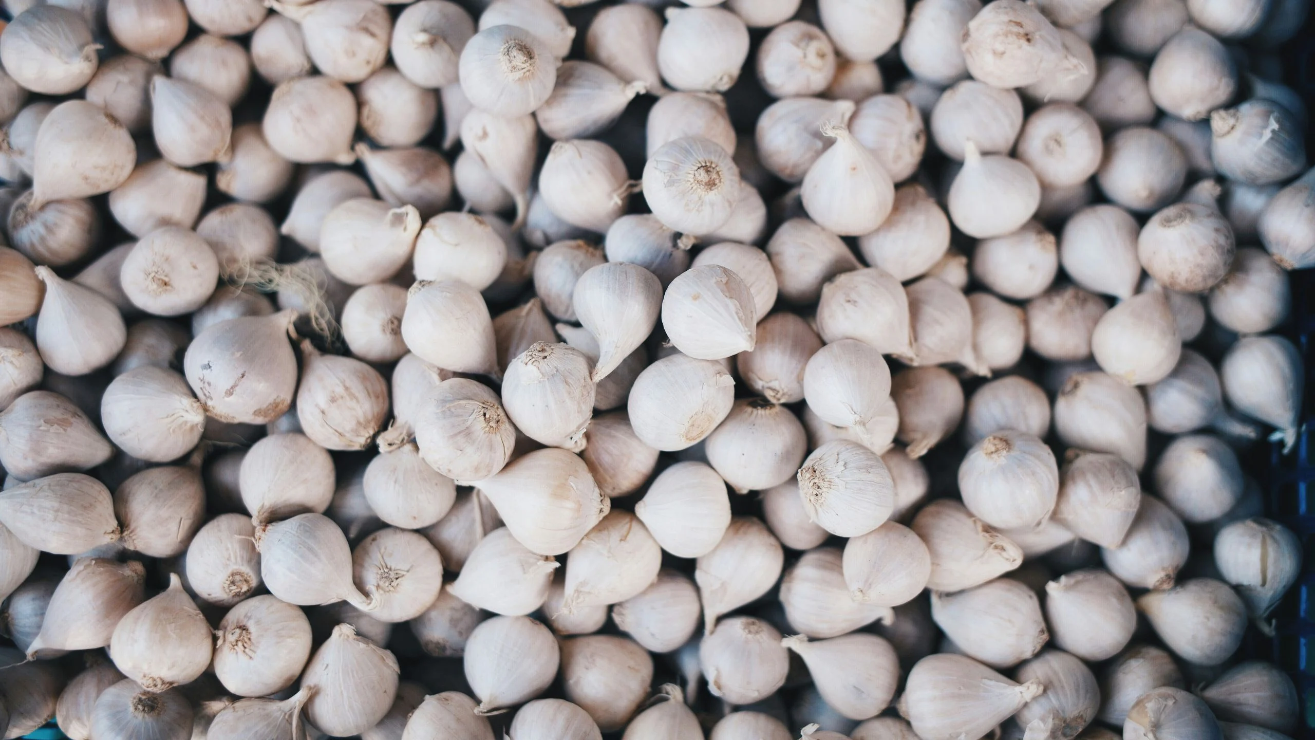 5 beneficios de comer ajo japonés todos los días