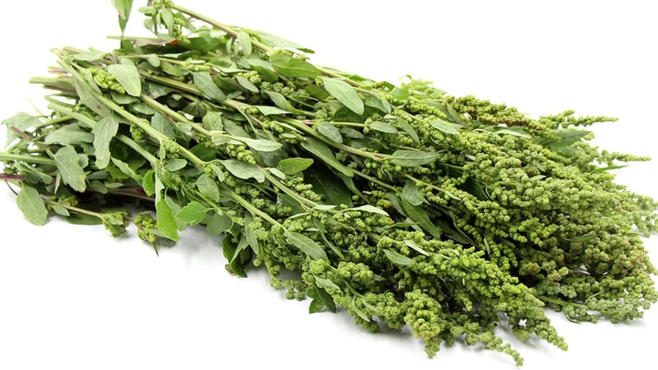 Huauzontle: una planta prehispánica con amplia relevancia alimenticia