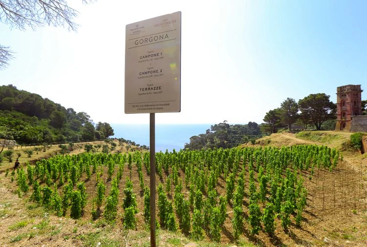 El delicioso vino que se elabora en una prisión del archipiélago toscano 