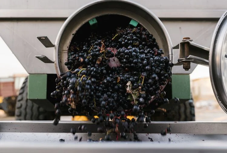 ¿El vino es vegano?