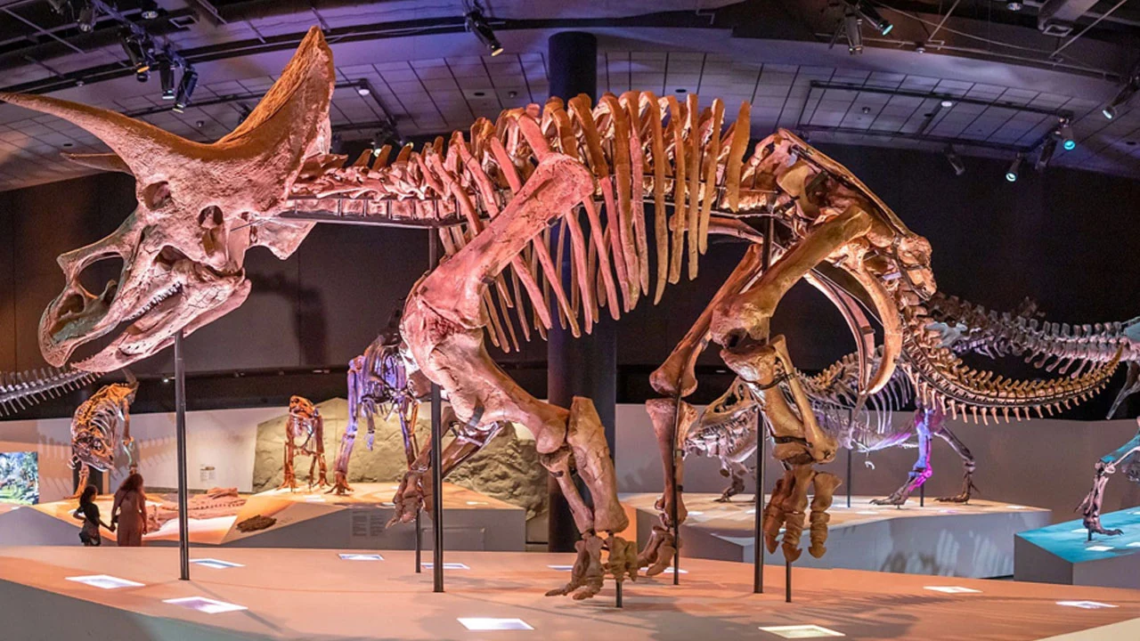 museo-de-las-ciencias-naturales-Houston