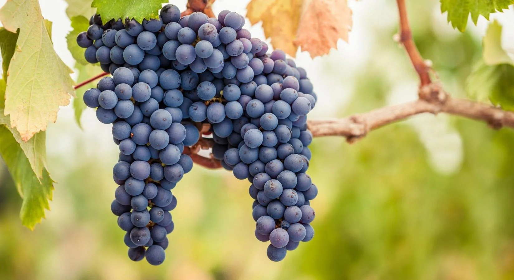 El Pinot Noir más interesante del mundo y 6 etiquetas que lo comprueban