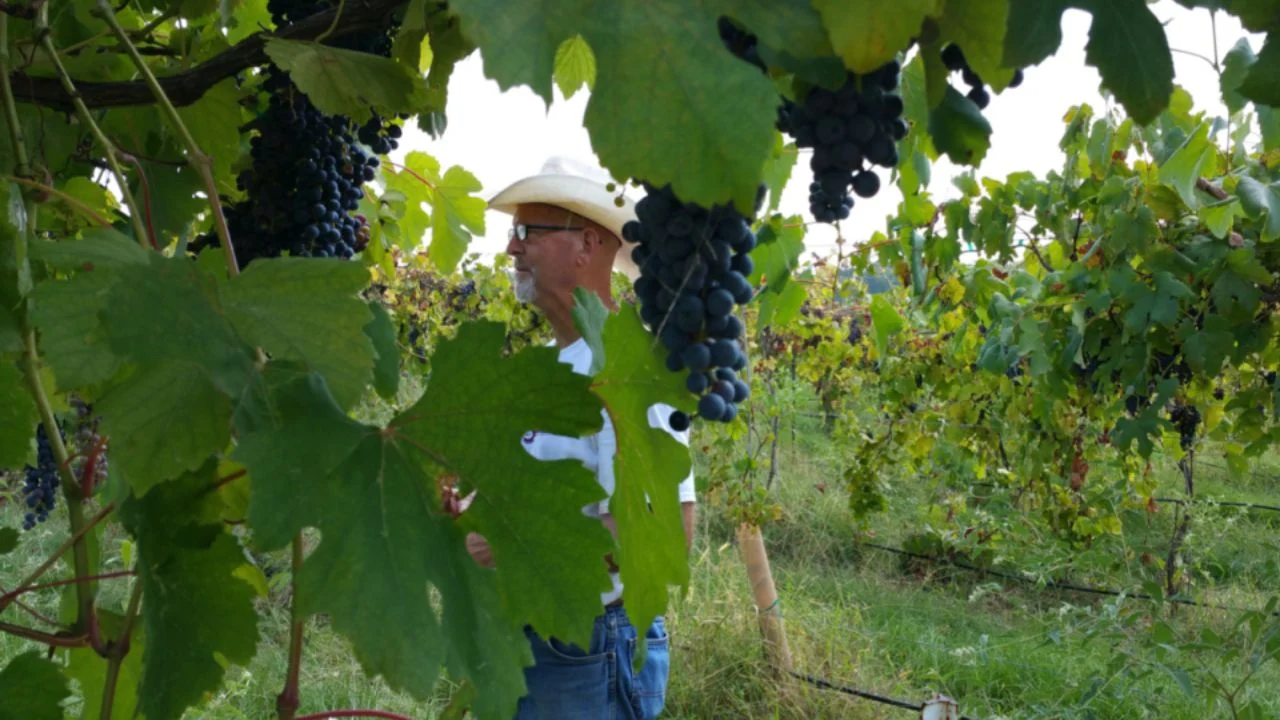 Houston para los amantes del vino