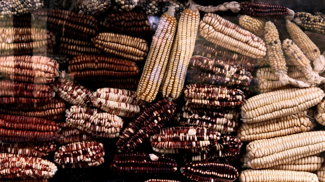 Herencia culinaria: las técnicas tradicionales en la cocina mexicana
