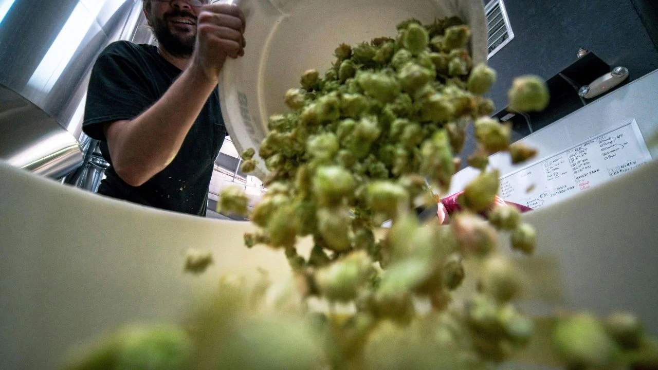 Chefs utilizan hongo para crear nuevos platos a partir de residuos alimentarios