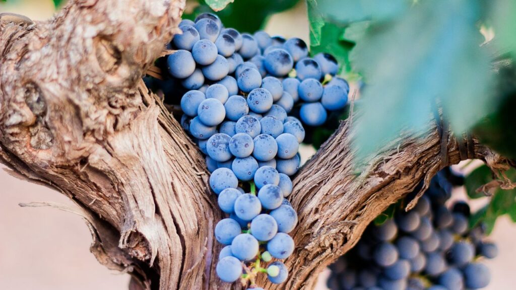 ¿Puede la luna afectar el sabor del vino? Los productores de vino biodinámicos creen que sí