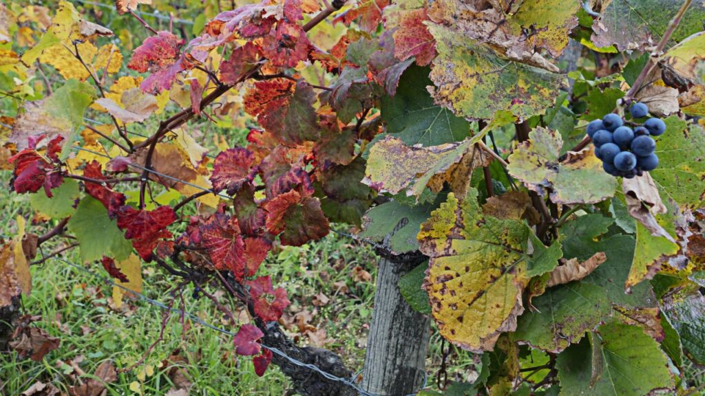 ¿Puede la luna afectar el sabor del vino? Los productores de vino biodinámicos creen que sí