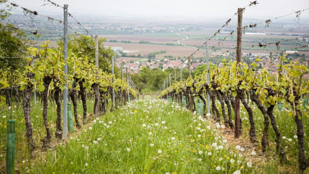 ¿Puede la luna afectar el sabor del vino? Los productores de vino biodinámicos creen que sí