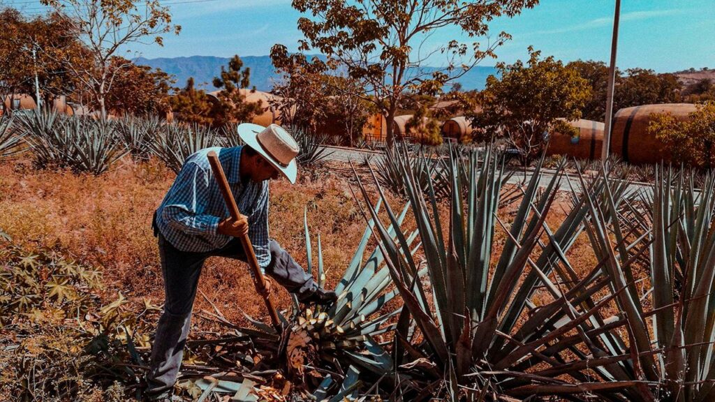 Tradición y sabor: 6 mezcales artesanales que debes conocer