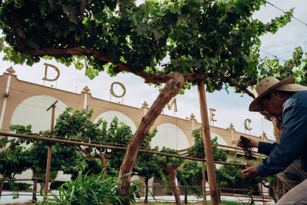 Bodegas Domecq: la nueva imagen que conecta tradición y modernidad