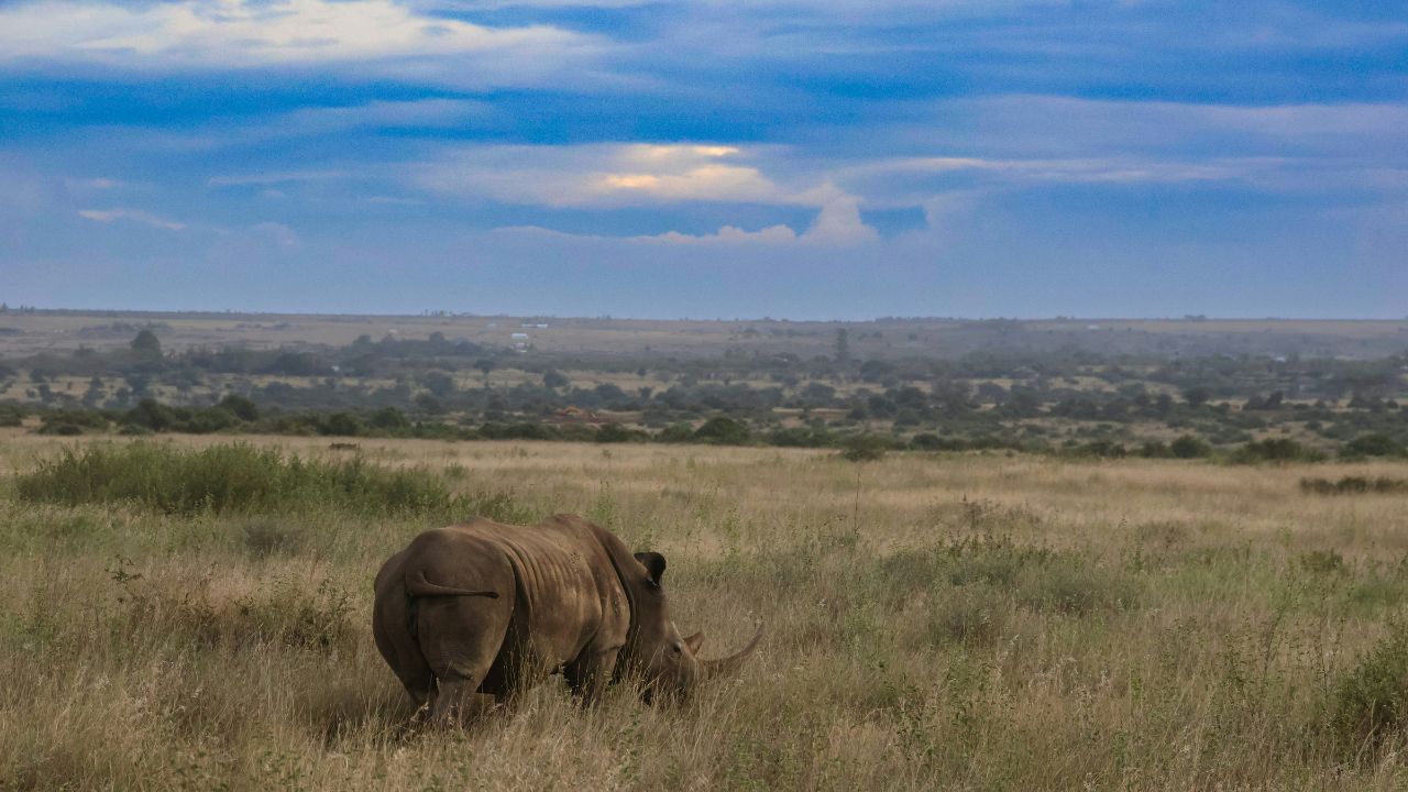 El corazón de Nairobi: un encuentro entre el pasado y el futuro El corazón de Nairobi: un encuentro entre el pasado y el futuro
