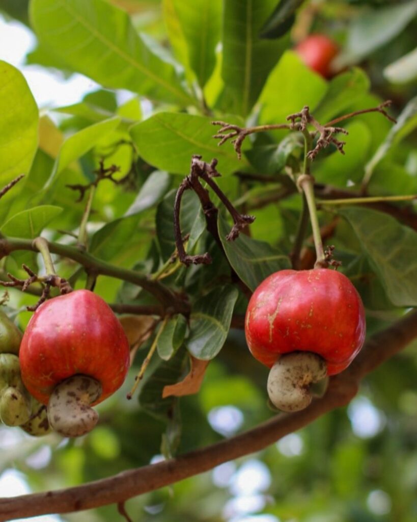Marsia Taha la mejor chef de Latinoamérica y la biodiversa culinaria boliviana