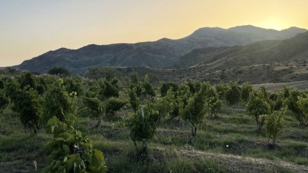 Vinos de Armenia: entre los más interesantes del mundo