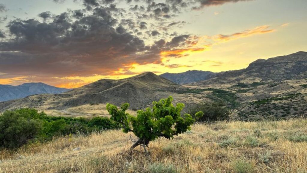 Vinos de Armenia: entre los más interesantes del mundo