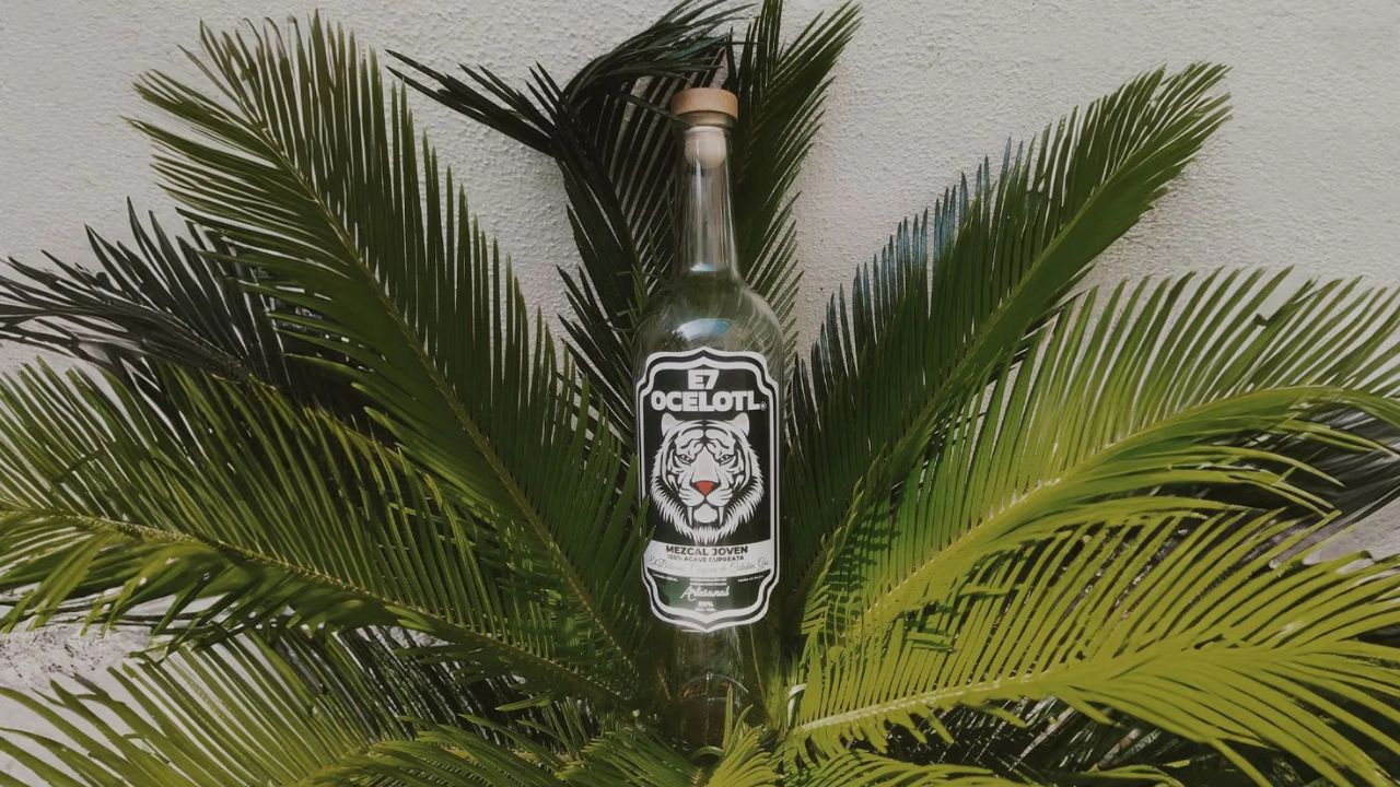 Conoce el E7 Ocelotl Joven, un mezcal con DOP nacido en Guerrero Conoce el E7 Ocelotl Joven, un mezcal con DOP nacido en Guerrero