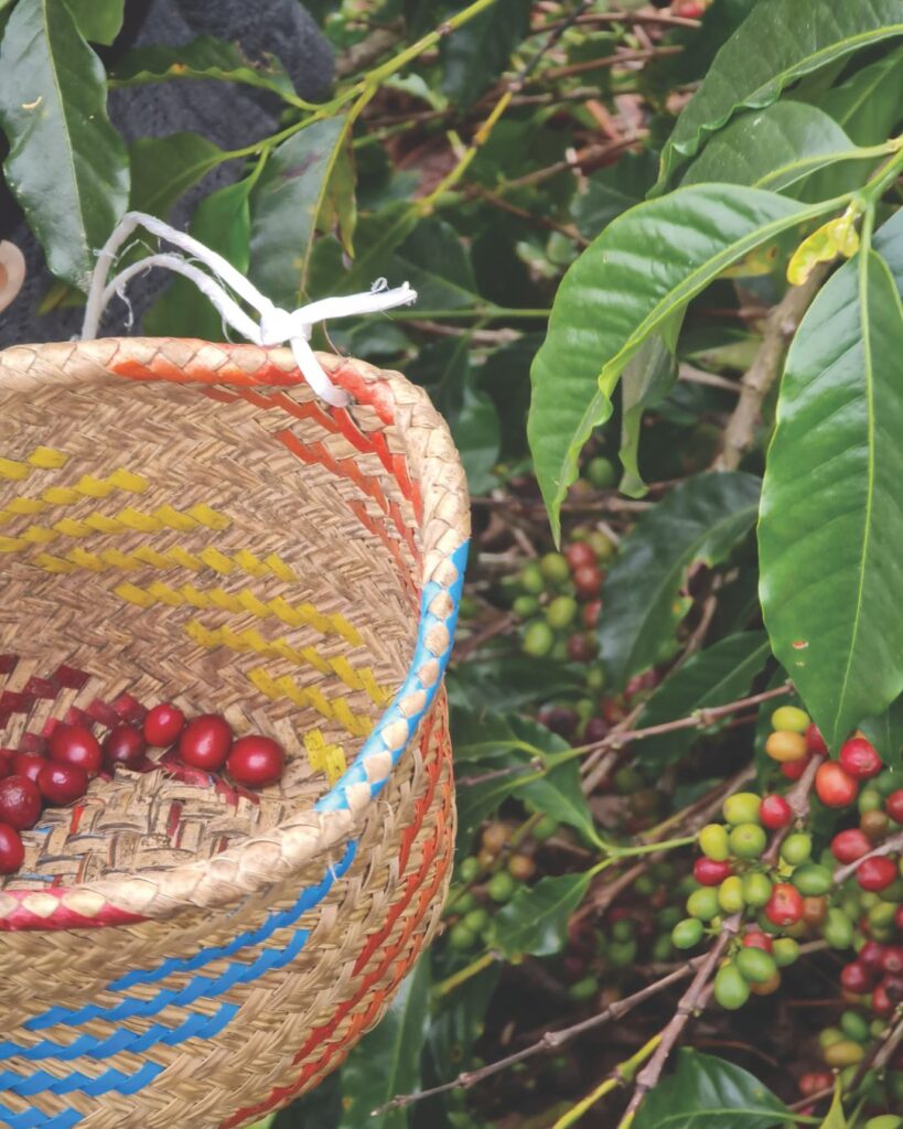 Revoluciones entre cafetos: los nuevos paradigmas de los granos extraordinarios