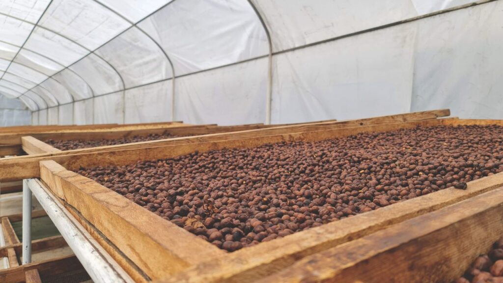 Revoluciones entre cafetos: los nuevos paradigmas de los granos extraordinarios