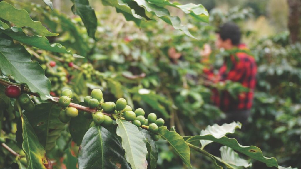 Revoluciones entre cafetos: los nuevos paradigmas de los granos extraordinarios