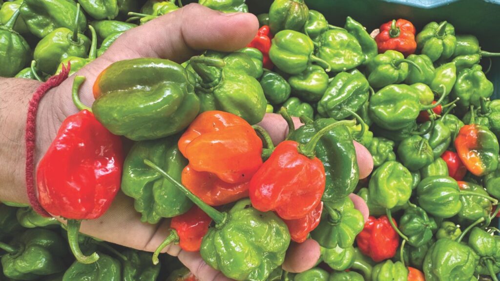 Ingredientes mexicanos en peligro de extinción