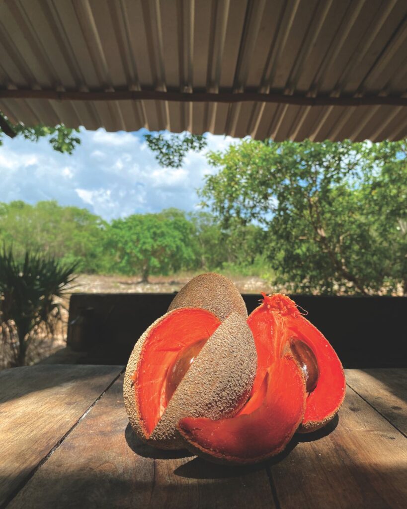 Ingredientes mexicanos en peligro de extinción