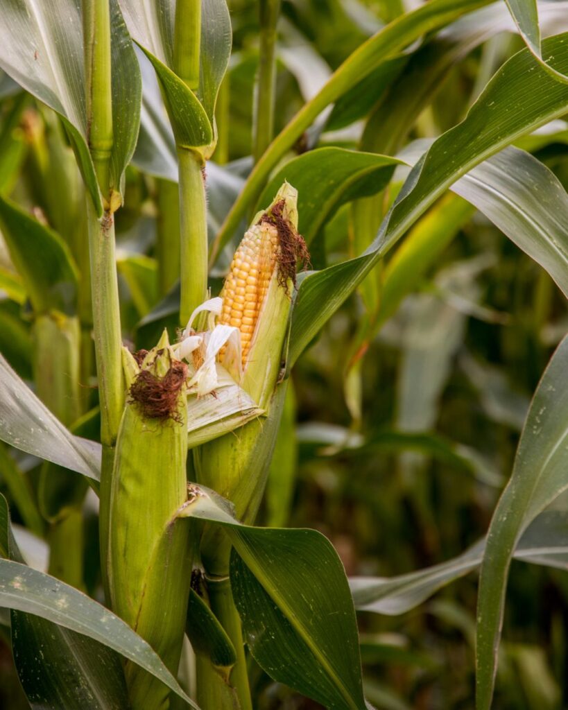 Ingredientes mexicanos en peligro de extinción
