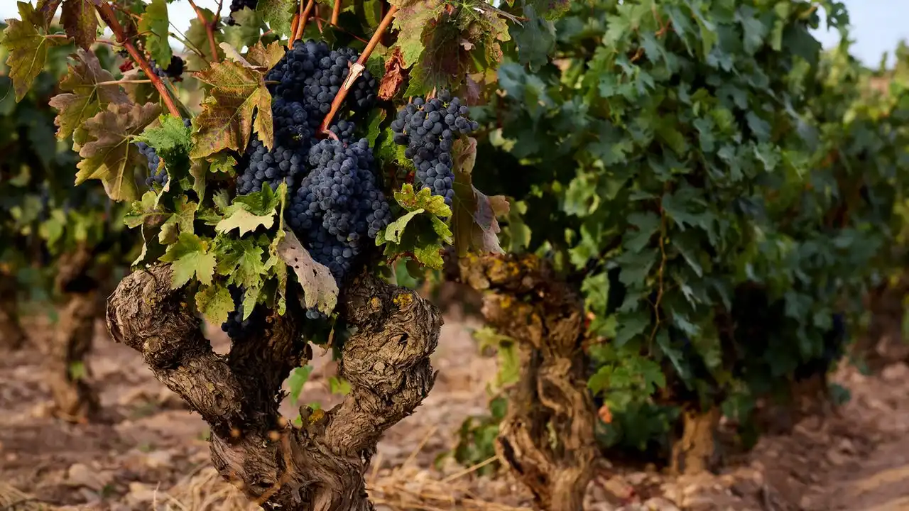 Viñedos del Contino: un paso adelante en pos de la sostenibilidad