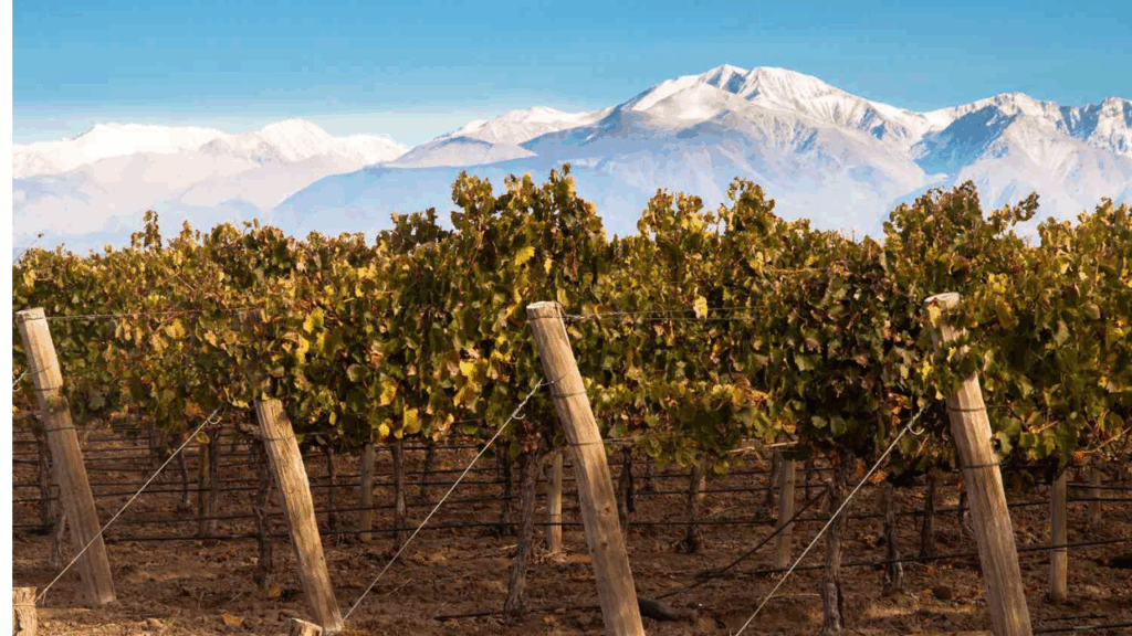Alista el descorche y brinda por el malbec en su día